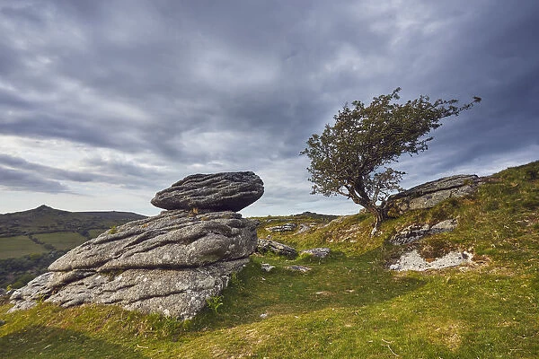Granite boulders and a wind-gnarled hawthorn tree on Bench Tor, a typical landscape