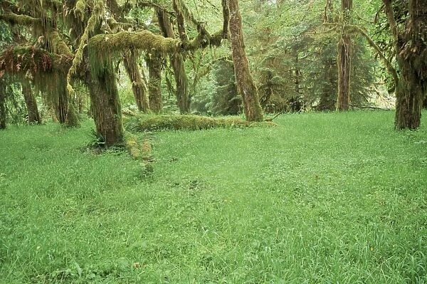 Grass and maple trees in temperate rain forest