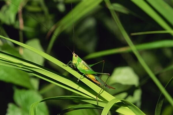 Grasshopper perched on grasses for the night