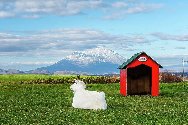 Green grass with a white goat named Yuki sitting next to its red hut and beautiful volcanic panorama of snowy volcano, Yotei-zan, Hokkaido, Japan, Asia