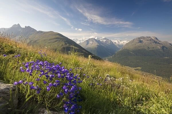Green meadows and flowers frame the high peaks, Muottas Muragl, Samedan, Canton of Graubunden