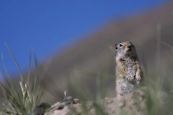 Ground squirrel, Jackson Hole, Wyoming, United States of America, North America