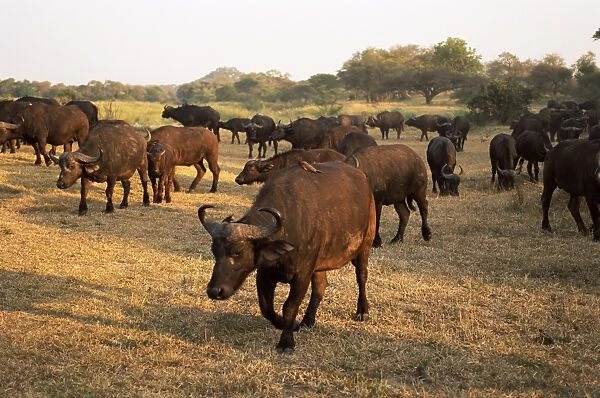 Group of African buffalo (Cyncerus caffer)