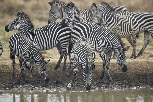 Group of common zebra (plains zebra) (Burchells zebra) (Equus burchelli) drinking