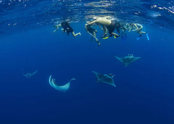 A group of snorkellers observing spinetail devil rays (Mobula mobular) engaged in