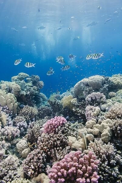 Hard coral and tropical reef scene, Ras Mohammed National Park, off Sharm el Sheikh, Sinai, Egypt, Red Sea, North Africa, Africa