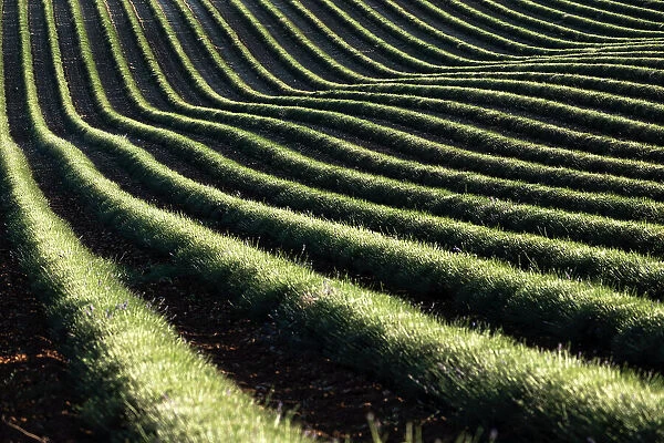Harvested lavender curvy lines in a field, Plateau de Valensole, Provence, France, Europe