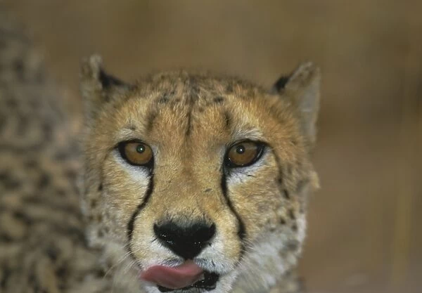 Headshot of a cheetah
