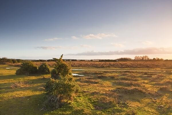 The heathland of the New Forest at the end of a winters day, Hampshire, England, United Kingdom, Europe