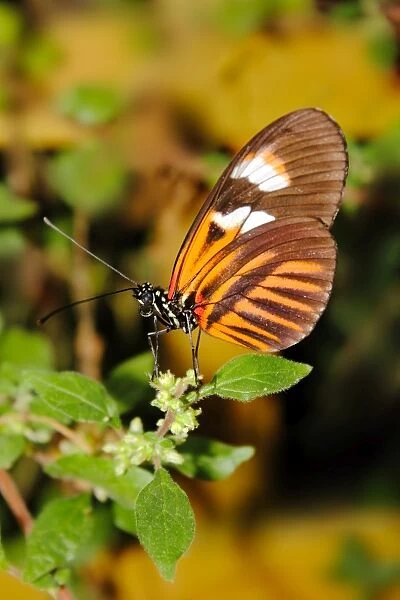 Hecales longwing butterfly (Heliconius hecale), widespread across South America