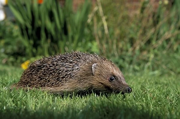 Hedgehog (Erinaceus europaeus) in suburban garden