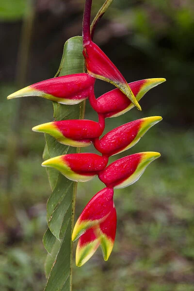 Heliconia flower in the mountains of Sao Tome, Sao Tome and Principe, Africa