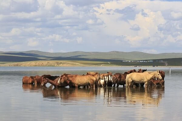 Herd of horses and foals cool off by standing in a lake in summer, Arkhangai, Central Mongolia