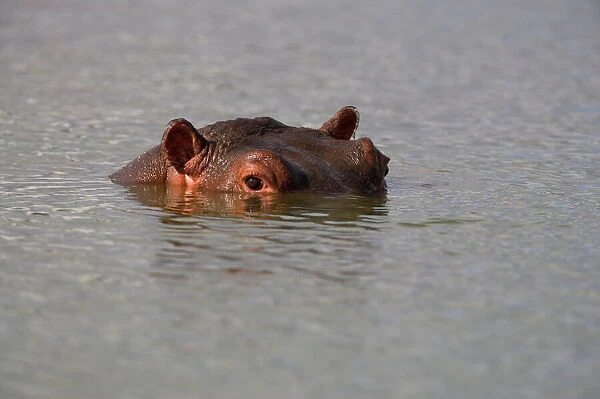 Hippo, Hippopotamus amphibius
