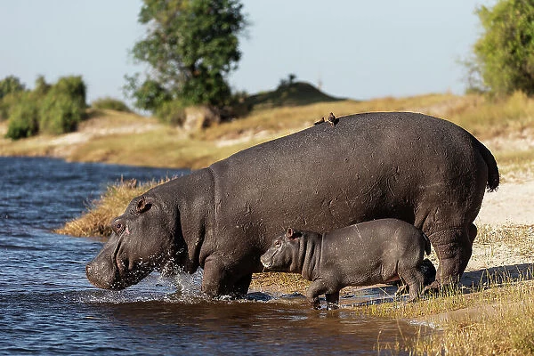 Hippo (Hippopotamus amphibius) with calf, Chobe National Park, Botswana, Africa