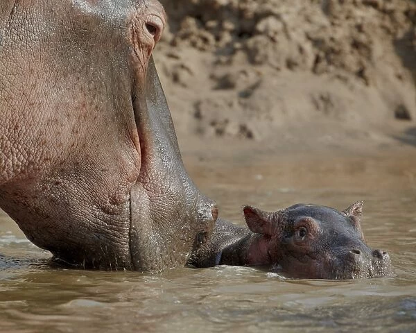 Hippopotamus (Hippopotamus amphibius) adult and baby, Serengeti National Park
