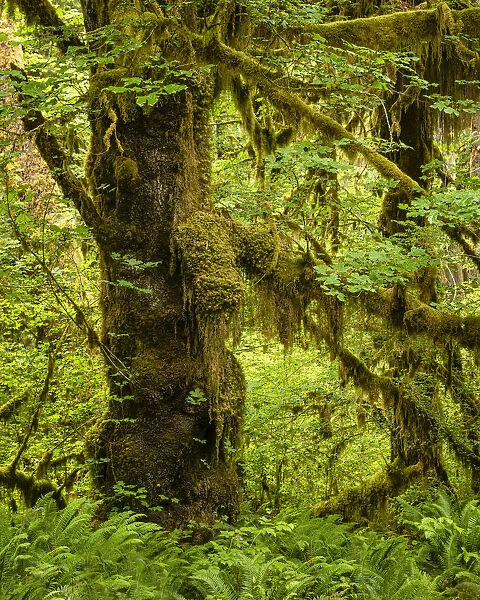 Hoh Rainforest, Olympic National Park, UNESCO World Heritage Site, Washington State