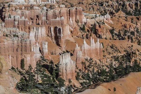 Hoodoo rock formations in Bryce Canyon Amphitheater, Bryce Canyon National Park, Utah, United States of America, North America