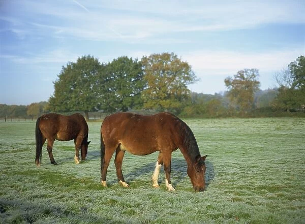 Two horses in a frosty field early morning in autumn, Sandhurst, Berkshire