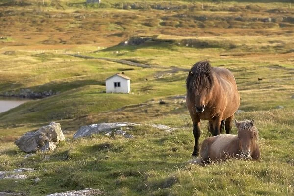 Horses, stallion and foal, Sandoy island, Faroe Islands, Denmark, Europe