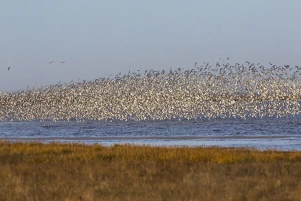 Huge flock of knot (Calidris canutus) in flight, Snettisham RSPB reserve, Norfolk