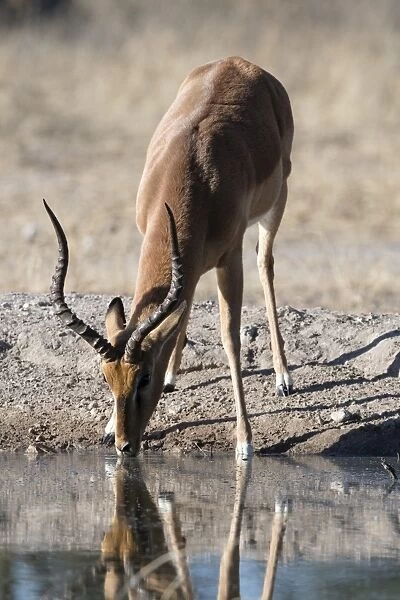 Impala (Aepyceros melampus) at waterhole, Kalahari, Botswana, Africa