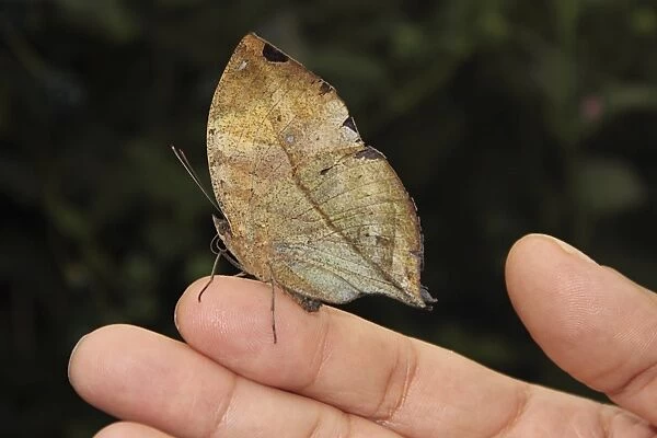 Indian Leaf Butterfly (Kallima paralekta)