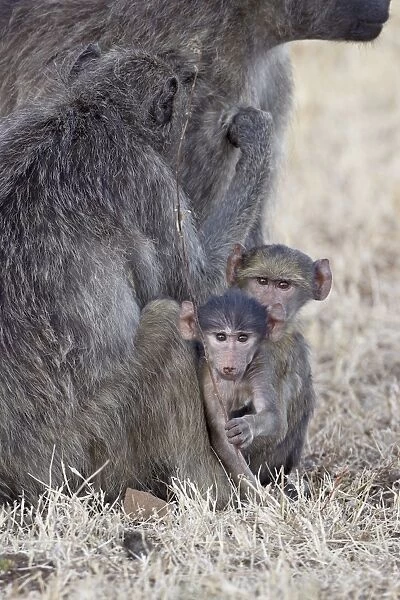 Two infant Chacma baboons (Papio ursinus), Kruger National Park, South Africa, Africa