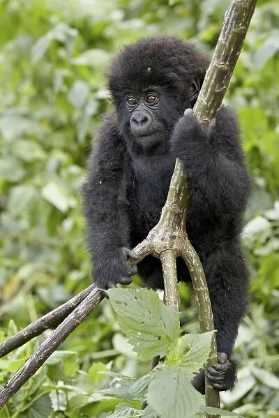 Infant mountain gorilla (Gorilla gorilla beringei) from the Kwitonda group climbing a vine