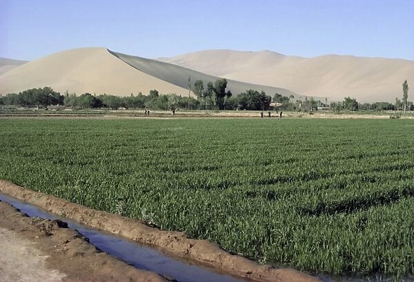 Irrigated winter wheat, oasis in Gobi Desert, Gansu Province, China, Asia