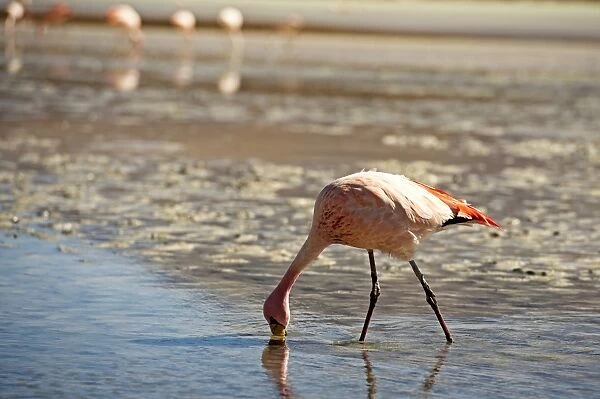 A James Flamingo feeding in a shallow lagoon on the Bolivian Altiplano, Bolivia, South America