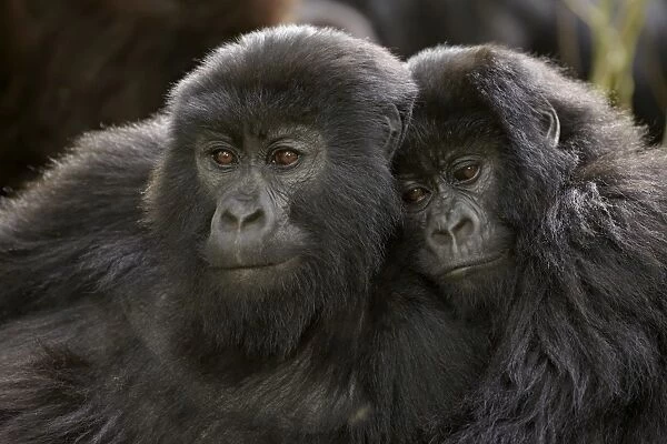 Two juvenile mountain gorillas (Gorilla gorilla beringei) of the Umubano group