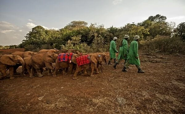 Keepers lead elephants (Loxodonta africana) back from the park into the David Sheldrick Elephant Orphanage at night, Nairobi, Kenya, East Africa, Africa