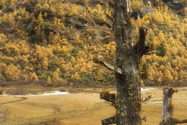 Larches in autumn colours, Yading Nature Reserve, Sichuan Province, China, Asia