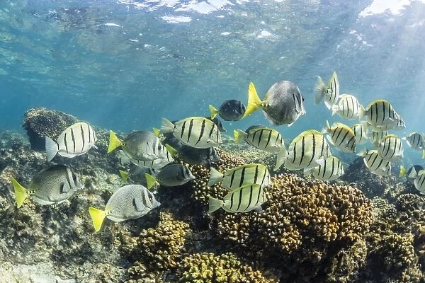 A large school of convict tang (Acanthurus triostegus) on the only living reef in the Sea of Cortez