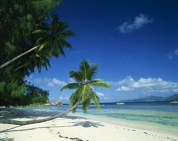 Leaning palm tree and beach