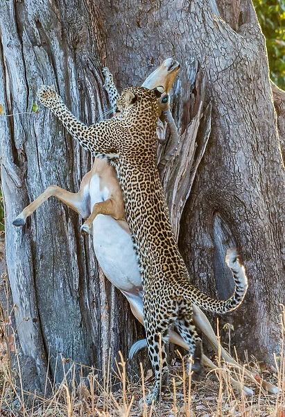 Leopard (Panthera pardus), taking impala (Aepyceros melampus) up into tree