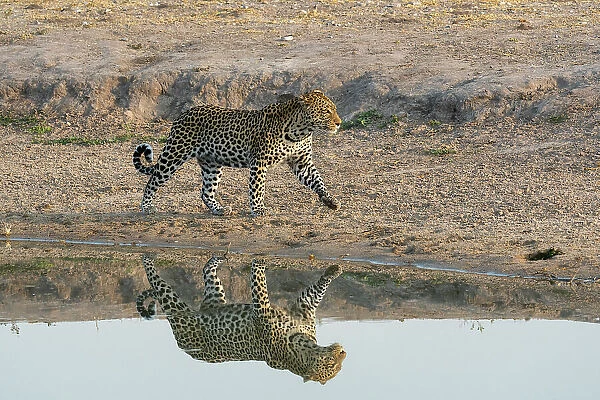 Leopard (Panthera pardus) at a water hole, Savuti, Chobe National Park, Botswana, Africa