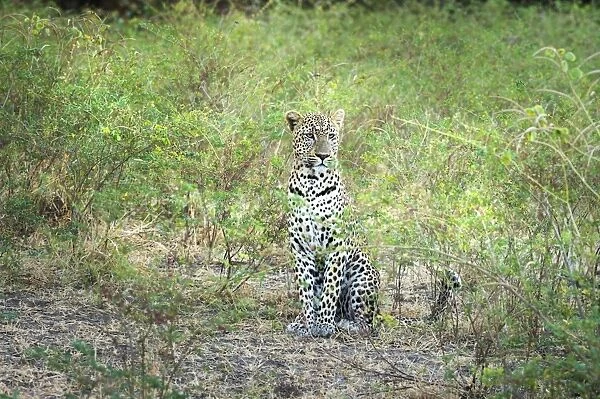 Leopard (Panthera Pardus), Zambia, Africa