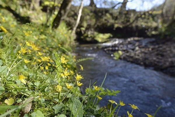 Lesser celandines (Ranunculus ficaria) flowering on a stream bank in woodland, Millook Valley Woods