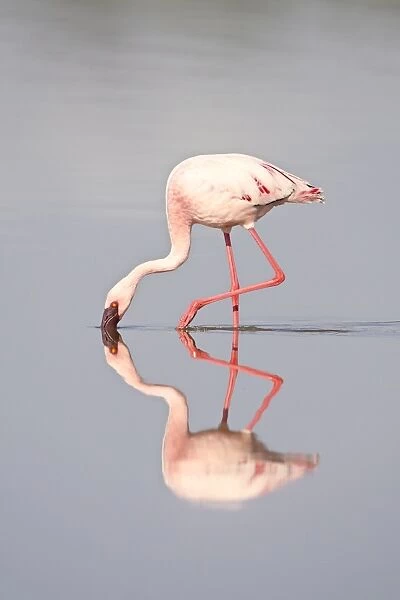 Lesser flamingo (Phoeniconaias minor) and reflection, Lake Ndutu, Serengeti National Park