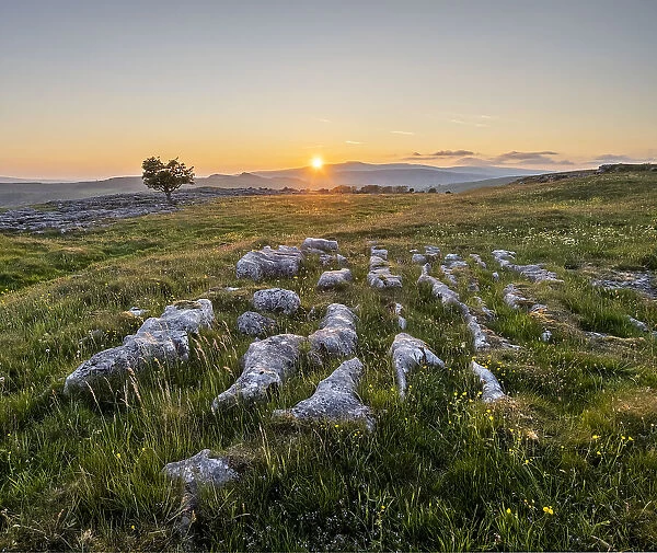 Limestone pavement and lone Hawthorn tree in evening sunlight, Winskill Stones Nature Reserve, Stainforth, Yorkshire Dales National Park, Yorkshire, England, United Kingdom, Europe
