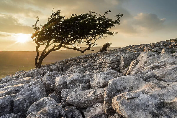 Limestone pavement and wind-bent Hawthorn tree, Twisleton Scar, evening sunlight in summer, Yorkshire Dales National Park, Yorkshire, England, United Kingdom, Europe