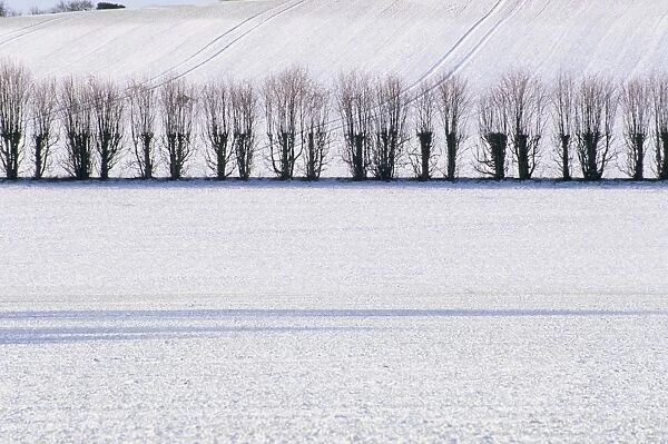 Line of trees in winter snow, Selbourne, Hampshire, England, United Kingdom, Europe