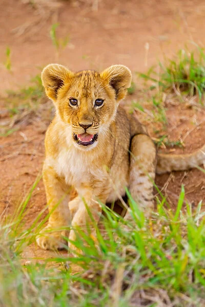Lion cub, Msai Mara National Reserve, Kenya, East Africa, Africa