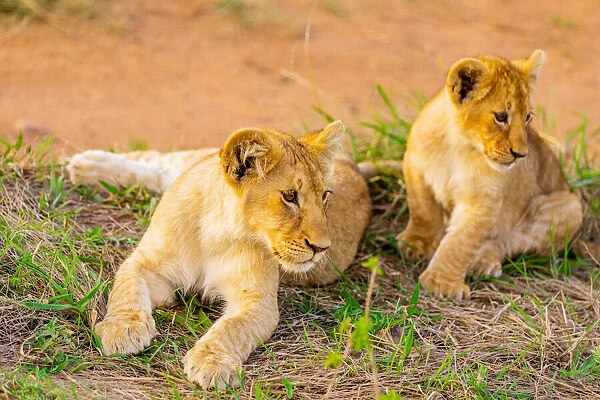 Lion cubs, Msai Mara National Reserve, Kenya, East Africa, Africa