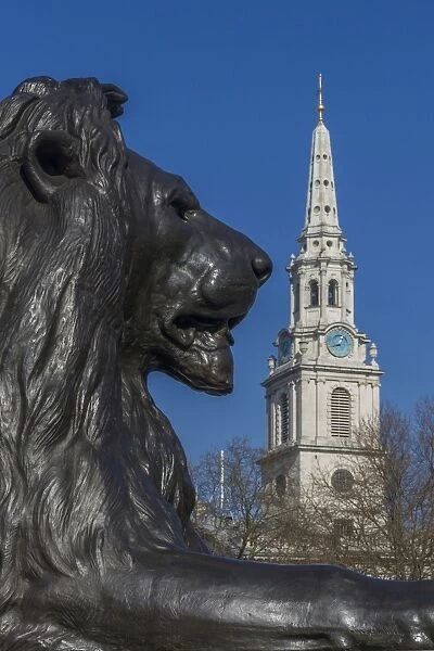 Lion at foot of Nelsons column and St. Martin-in-the-Fields church, Trafalgar Square, London, England, United Kingdom, Europe