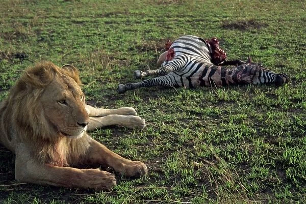 Lion guards his freshly caught zebra