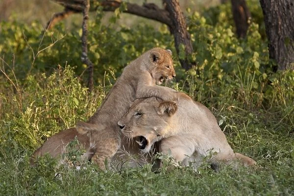 Lion (Panthera leo) cub playing on its mother, Serengeti National Park