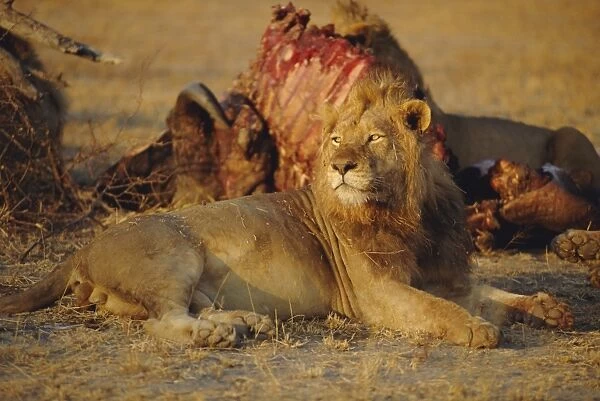 Lion (Panthera leo), Okavango Delta, Botswana, Africa